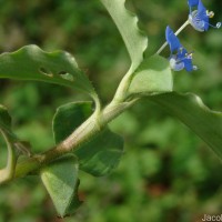 Commelina benghalensis L.